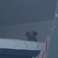 Kiara, la perrita que sobrevivió más de 24 horas atrapada en un edificio