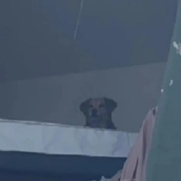 Kiara, la perrita que sobrevivió más de 24 horas atrapada en un edificio