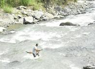 ¿Por qué cambió de color el río Combeima? Esto dice el IBAL