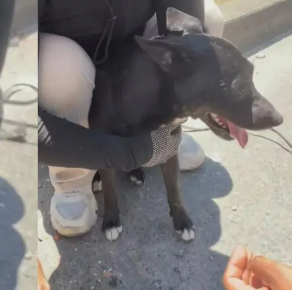 Perro rescatado intenta regresar a los escombros donde su dueño quedó atrapado