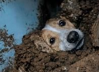 Así puede ayudar a los animales afectados por el sismo en Colombia