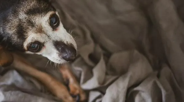 La emergencia también afectó a los animales en Cali: este es el balance de Bienestar Animal