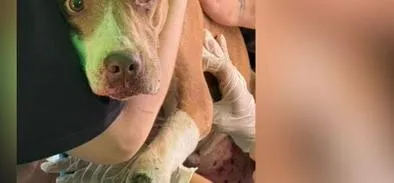 Esperanza entre los escombros: rescatan a perrita de 9 años en el barrio Capri