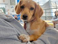 Conoce 'Salvando Patas', el programa para que los Bomberos de Bogotá encuentren a las mascotas en casos de emergencia 
