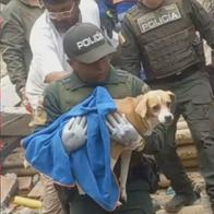 Rescataron a mascota que estaba bajo los escombros y era buscada por su familia