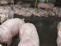 Suspenden porcícola en Guaduas tras detectar cambios en el color de una fuente hídrica