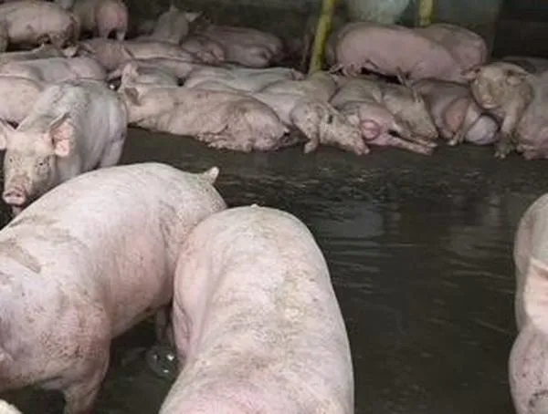 Suspenden porcícola en Guaduas tras detectar cambios en el color de una fuente hídrica