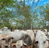 Tolima: hay cerca de 35.000 reses que están sin alimento por los incendios
