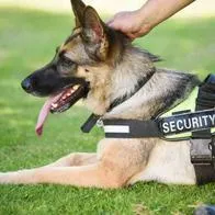 Perros celadores se quedaría desempleados en Colombia: proponen eliminar su uso