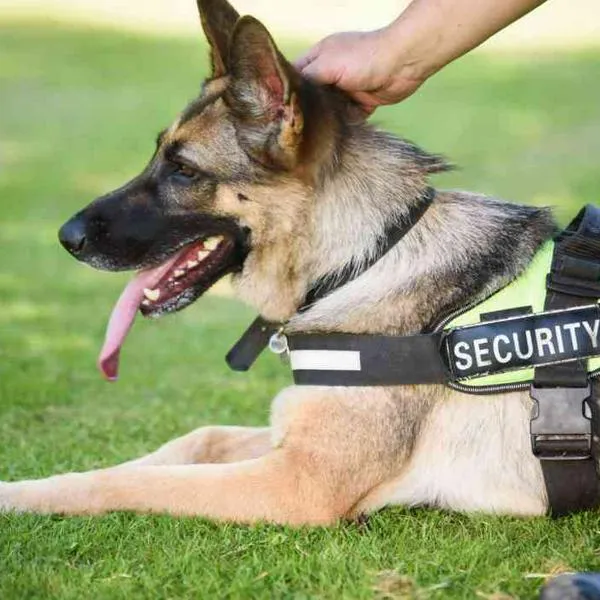 Perros celadores se quedaría desempleados en Colombia: proponen eliminar su uso