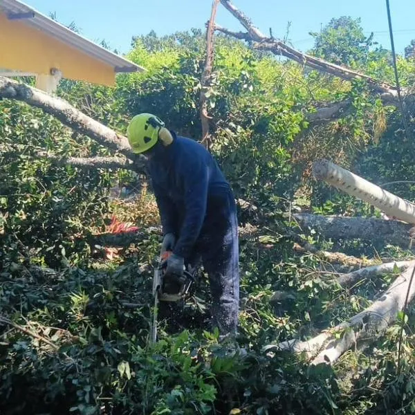 Atienden caída de árboles y derrumbes en vías rurales de Pereira
