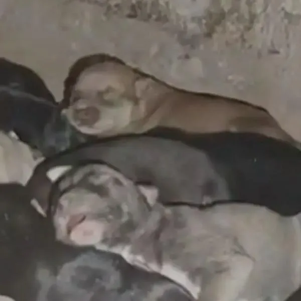 Rescate entre escombros de mascota que dio a luz el día del terremoto