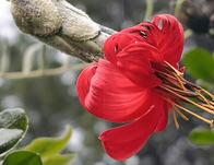 La Mutisia salió de las instalaciones del Jardín Botánico y se tomó los bosques urbanos de Bogotá  