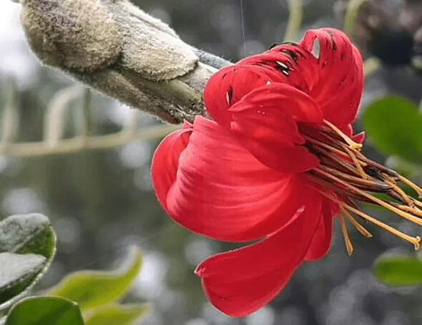 La Mutisia salió de las instalaciones del Jardín Botánico y se tomó los bosques urbanos de Bogotá  