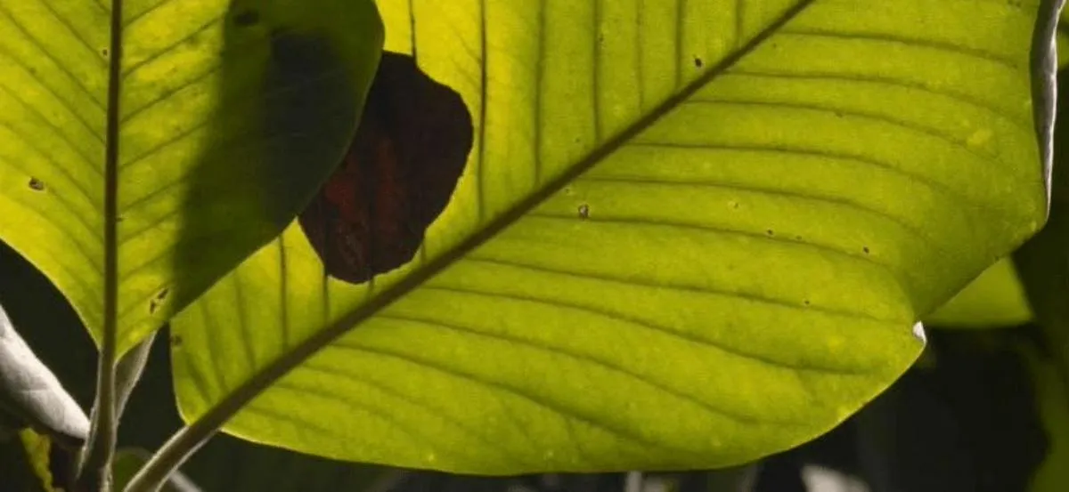 Magnolia colombiana: la historia de una especie que resiste a desaparecer