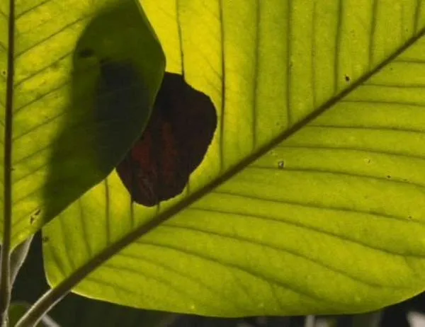 Magnolia colombiana: la historia de una especie que resiste a desaparecer 