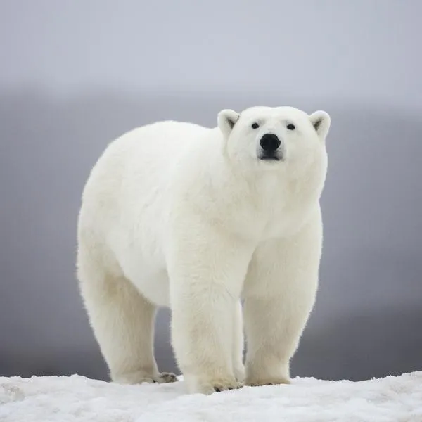 Oso polar