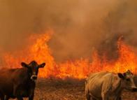 El hambre que dejó el fuego: 150.000 reses están en riesgo en el Tolima