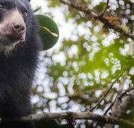 Captan a oso andino y su cría paseando en zona rural de La Calera