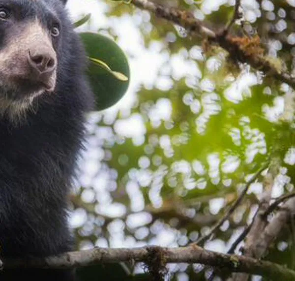 Captan a oso andino y su cría paseando en zona rural de La Calera