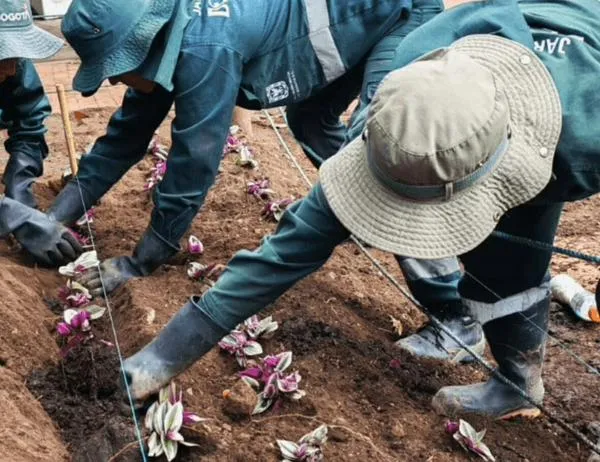 Las jardineras del parque El Nogal volvieron a florecer por intervención del Jardín Botánico de Bogotá 