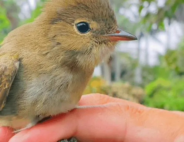 Conocer para conservar: así se estudian las aves del Jardín Botánico de Bogotá 