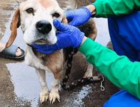 Autoridades de Bogotá rescataron nueve animales de compañía víctimas de malos tratos en la localidad de San Cristóbal 