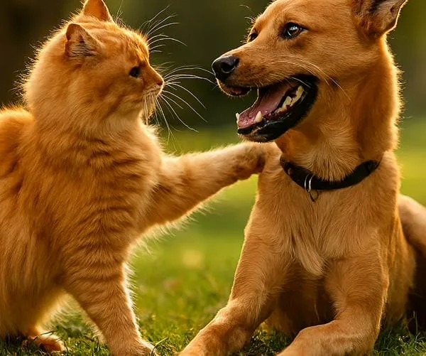 Corte Constitucional toma decisión sobre mascotas en conjuntos: esto cambia para perros y gatos