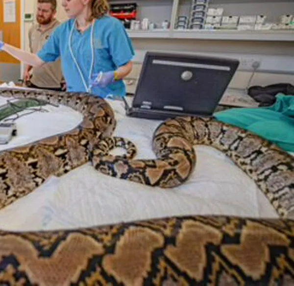 Esta serpiente de 4.5 metros es la primera en recibir tratamiento pionero contra el cáncer