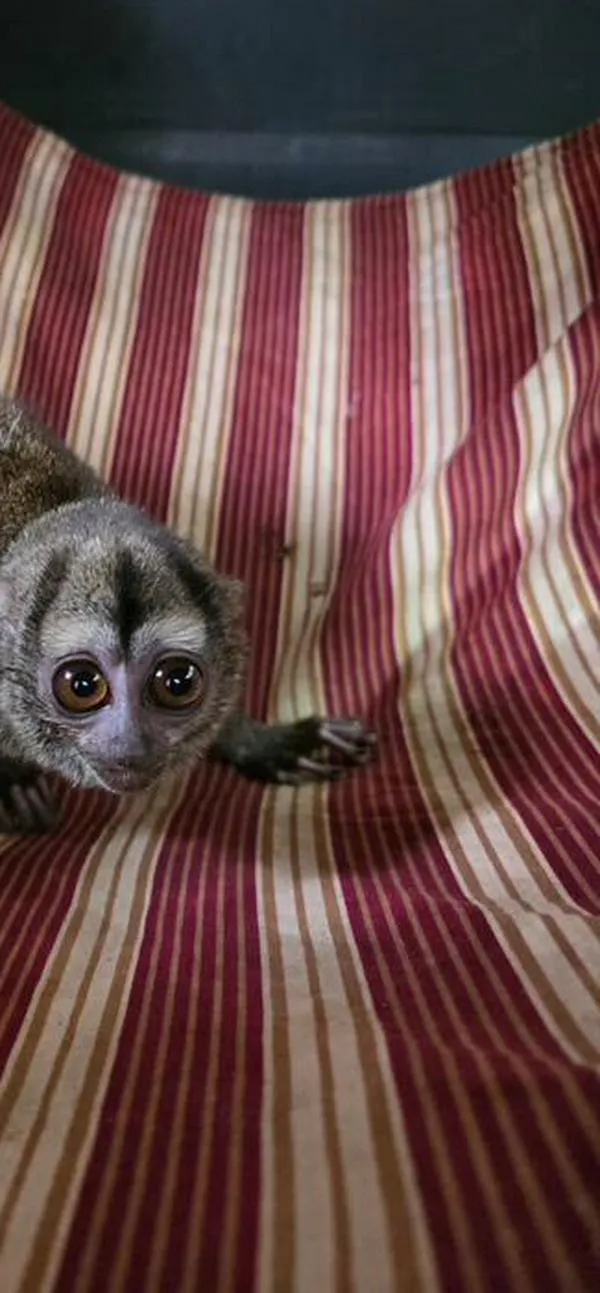Incendios en Cundinamarca mataron tres animales: mono nocturno lucha por vivir