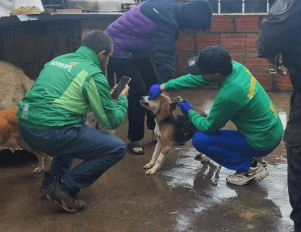 Una denuncia en redes sociales permitió salvar a nueve animales en San Cristóbal, al sur de Bogotá 