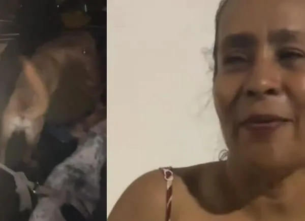 ¡Buenas noticias! Reubican a perritos rescatados tras incendios en Coello