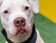 Participa en una nueva jornada de adopción de animales de compañía en Plaza de las Américas: asiste este domingo 30 de agosto 