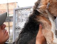 Rescatados nueve animales de compañía tras denuncia ciudadana en San Cristóbal y acción institucional de Bogotá 