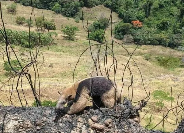 Incendios en Tolima dejan graves consecuencias para la fauna silvestre