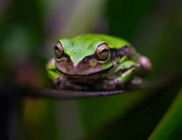 Jardín Botánico de Bogotá cerca de los 150.000 registros biológicos de fauna y flora pública en Colombia 
