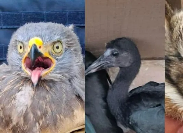 Rescatan 13 animales silvestres en Ibagué y Alvarado