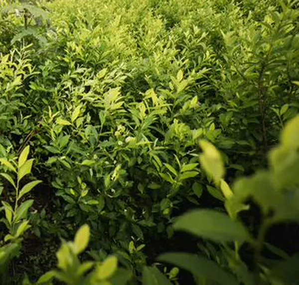Glufosinato: el herbicida que podría reemplazar al glifosato y que ya genera dudas