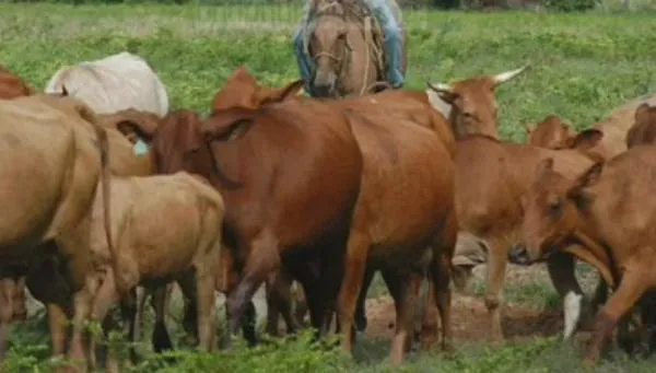 Fedegán da alarmante cifra de animales muertos en Cesar y La Guajira por la sequía entre junio y agosto