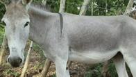 Ya es ley en Colombia: el abuso sexual contra animales tendrá cárcel y no será excarcelable 
