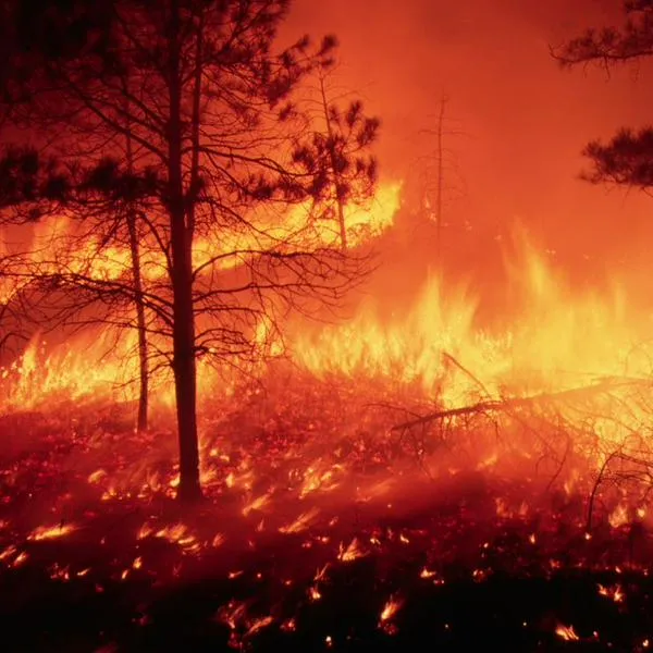 Estados Unidos anuncia ayuda por incendios forestales en Colombia y de qué trata