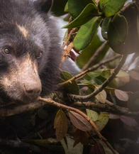 Campesinos de Cundinamarca adaptan sus fincas para convivir con el oso andino