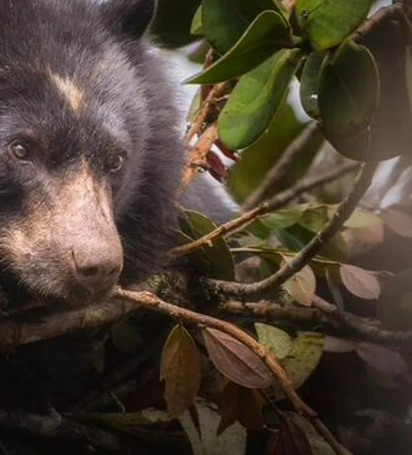 Campesinos de Cundinamarca adaptan sus fincas para convivir con el oso andino