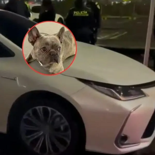 Robaron carro con mascota adentro en Bogotá: persecución terminó en El Dorado