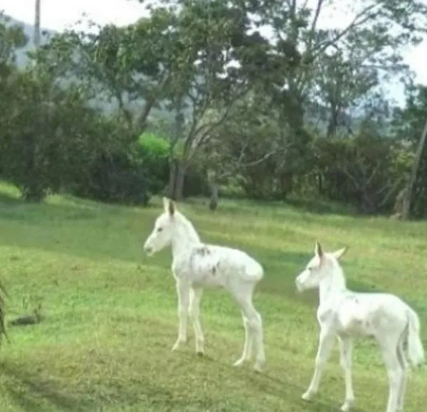 Nacen dos mulitas gemelas y albinas en Antioquia: insólito caso sorprendió