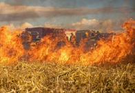 Incendios forestales mantienen en alerta a Colombia: Tolima, el departamento más afectado