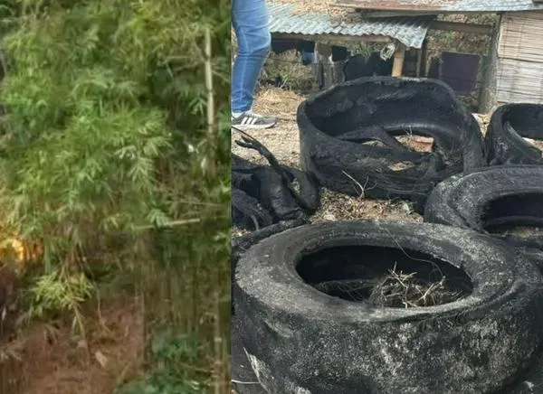 Incendio en zona boscosa de Ibagué habría sido provocado con llantas