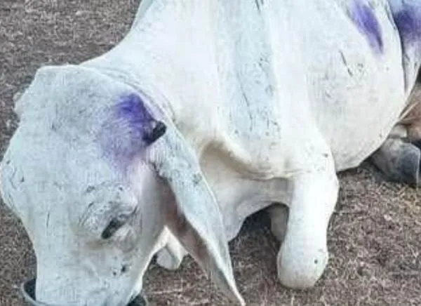 “No tienen que comer”: alertan que el ganado en el Tolima está muriendo