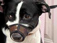 ¡Lazy fue rescatado! Autoridades en Bogotá socorren a pitbull que permanecía encerrado en una vivienda de Usme 
