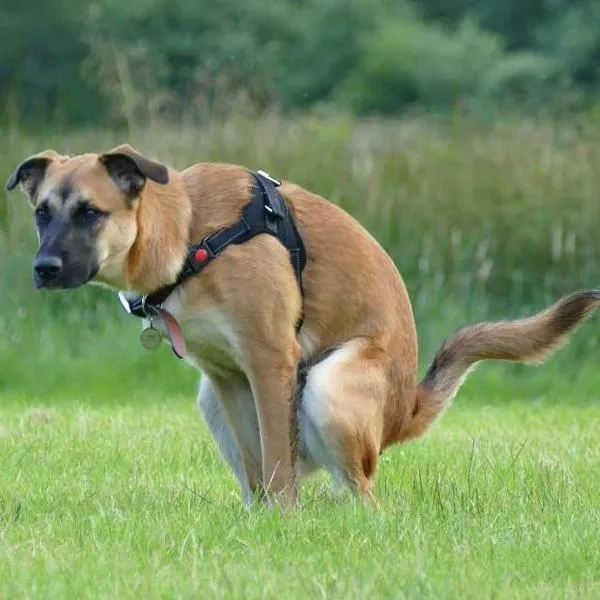 Multa por no recoger excremento de mascotas en Bogotá y cómo pagar multa en 2026